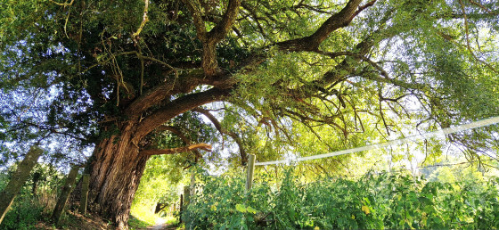 Saule remarquable
