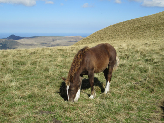 Oh, un cheval !