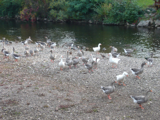 Oies sauvages