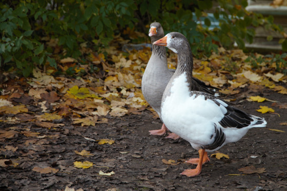 Oies sauvages