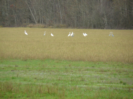 Oiseaux