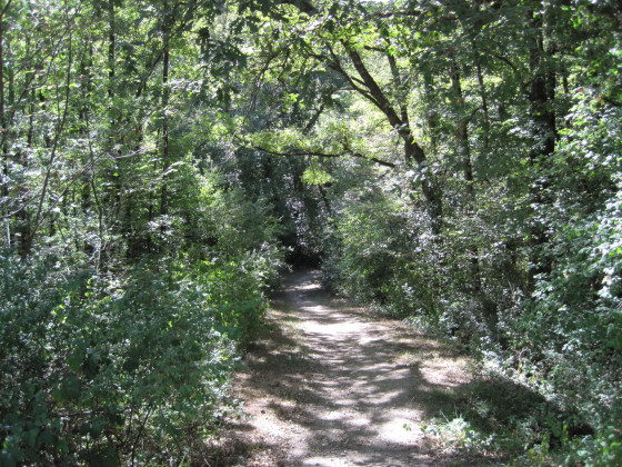 On entre dans la foret