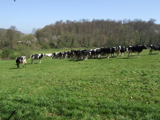 On est bien en Normandie !