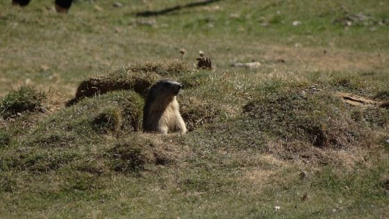 Marmotte