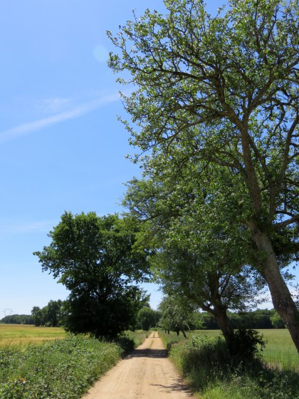 On quitte le chemin pierreux du GR