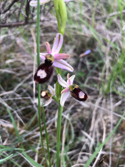Ophrys de la Drôme