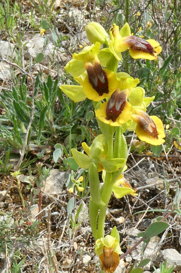 Ophrys lutea