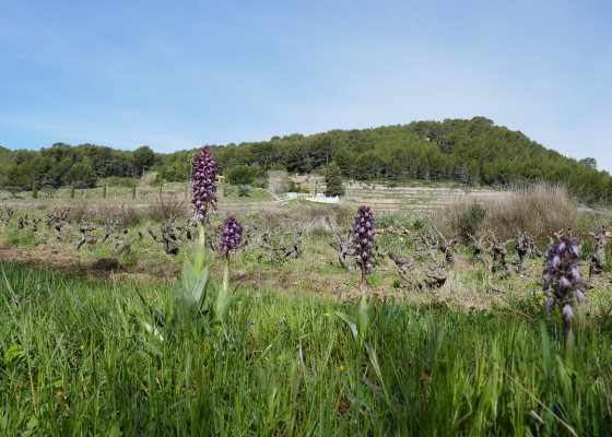 Orchidée de Robert