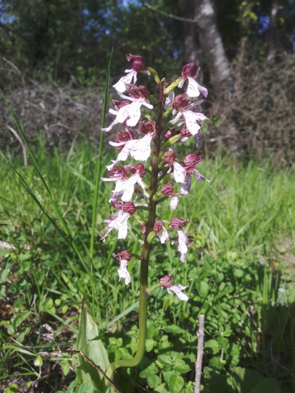 Orchidée sauvage