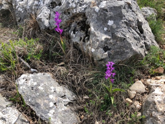 Orchid&eacute;e sauvage ?