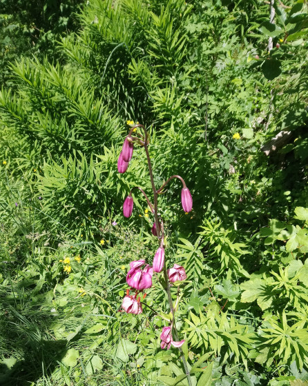 orchid&eacute;e sauvage