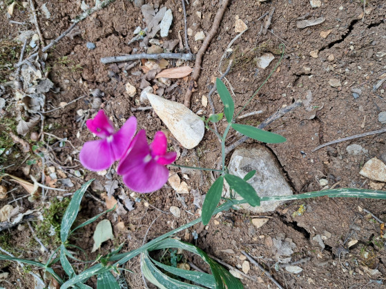 Orchidées sauvages
