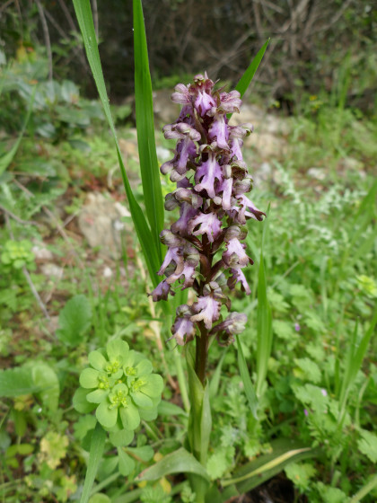Orchidée