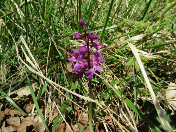 Orchidée