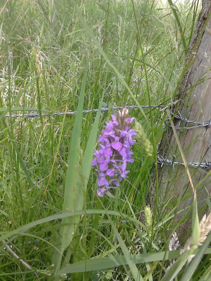 Orchidée
