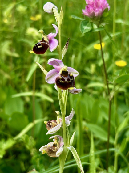 Orchidée