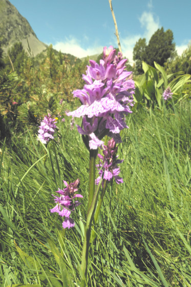 Orchid&eacute;e