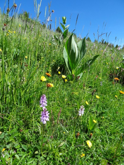 Orchidées en fleurs