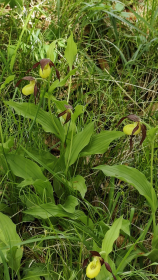 Orchid&eacute;es les Sabots de V&eacute;nus
