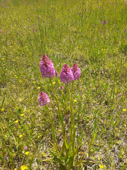 Orchidées