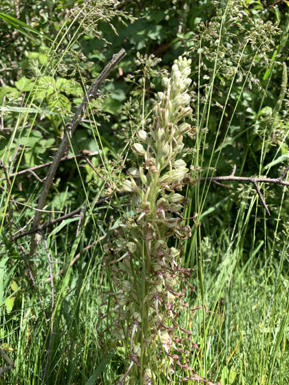 Orchis bouc