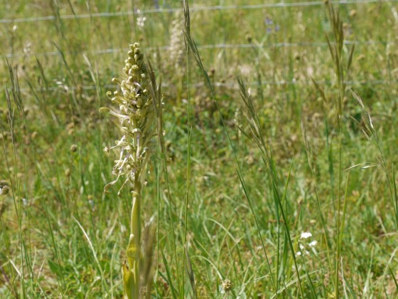 Orchis bouc