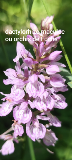 Orchis de Fuchs