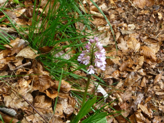 Orchis Guerrier (Orchis militaris)