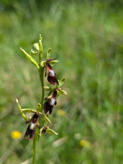 Orchis mouche