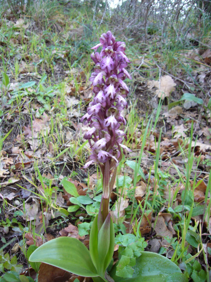 Orchis Purpurea