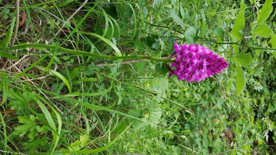 Orchis pyramidal