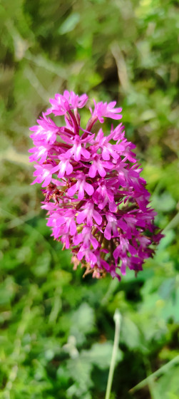 orchis pyramidal