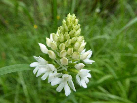 Orchis pyramidale blanche