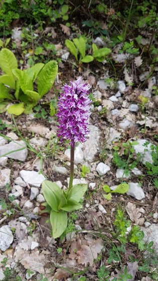 Orchis Simia au début du chemin
