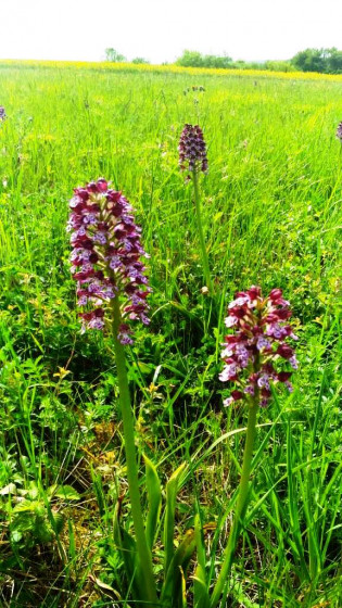 Orchis pourpre