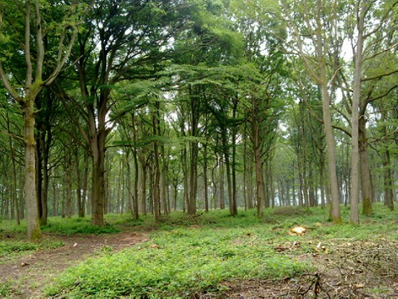 Orée de la forêt