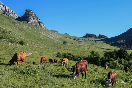 Vaches de race Tarine et Abondance