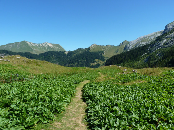 Oseille des Alpes à la Bombardellaz