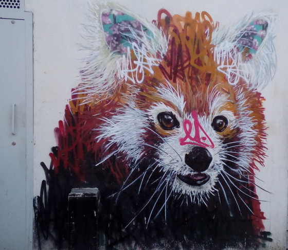 Panda roux Panda roux