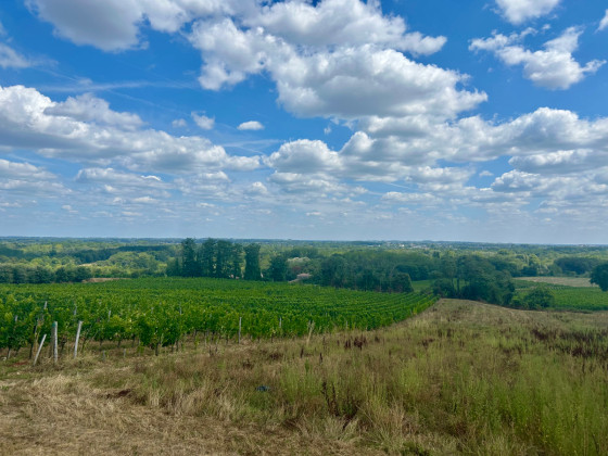 Panorama depuis les vignes