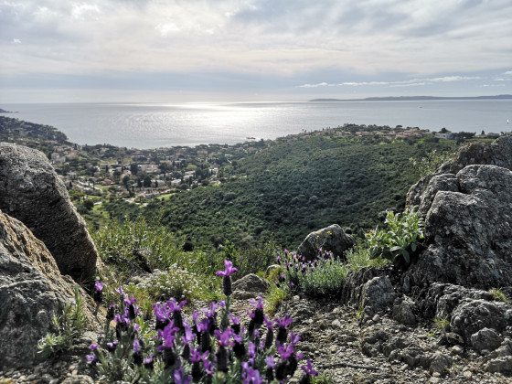 Panorama et floraison