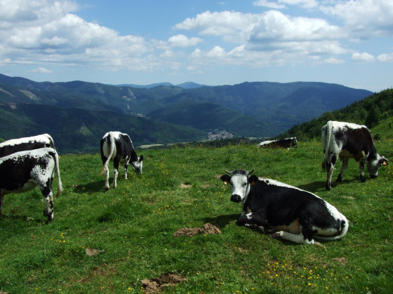 Panorama sur les Vosges