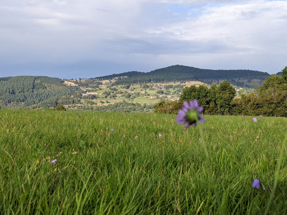 Panorama vers le Donon, depuis Bas Lachamp