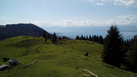 Panorama
