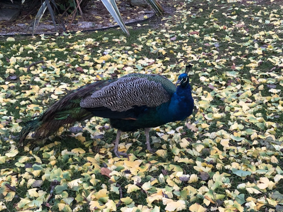 Paon dans le parc municipal de Luc-sur-Mer