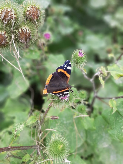 Papillon à l\'oeuvre