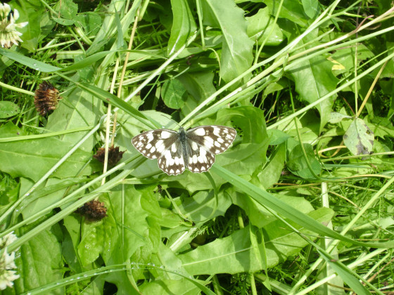 Papillon dans les p&acirc;turages