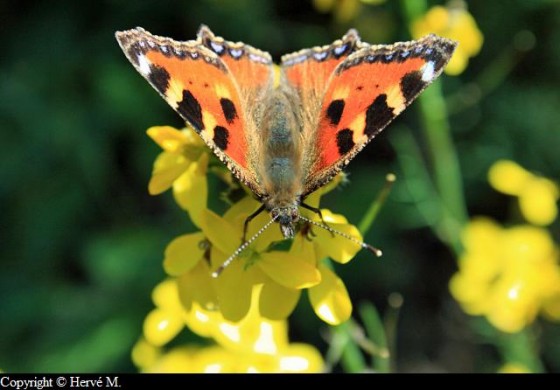 Papillon