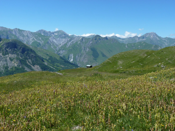 Paradis pour les abeilles et tous les insectes
