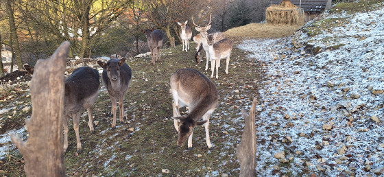 Parc à daims